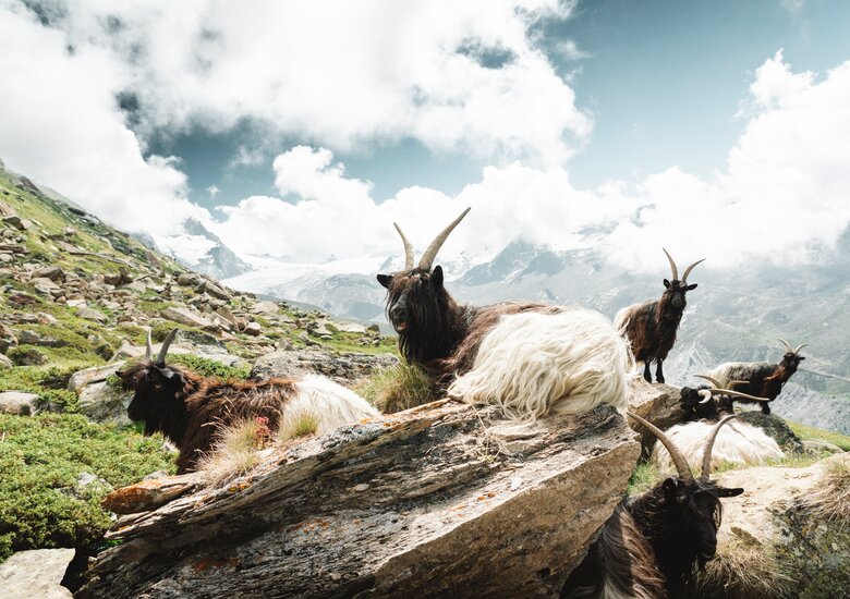 Tiere in freier Natur beim Wandern am Sunnegga | © Marco Schnyder